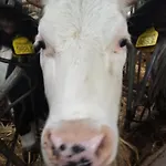 Ristoro Del Cavaliere