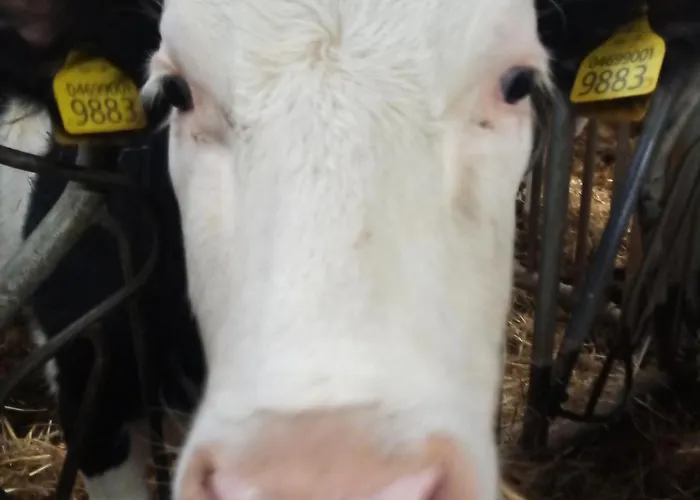 Ristoro Del Cavaliere