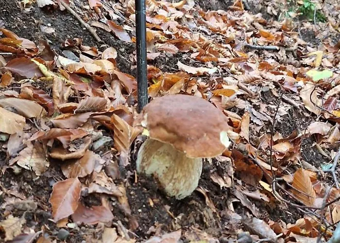 Ristoro Del Cavaliere Piazza al Serchio