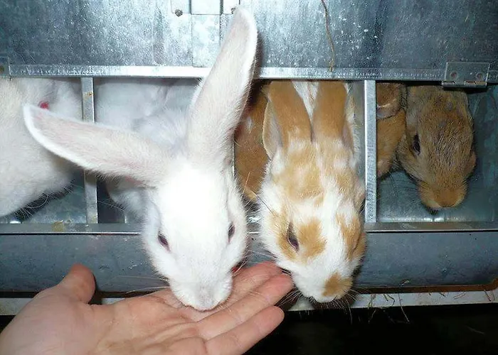 Ristoro Del Cavaliere