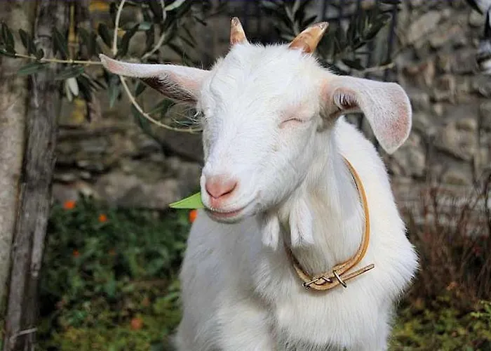 Ristoro Del Cavaliere بيت للعطل Piazza al Serchio